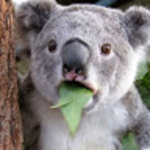 Meet your Posher, Tracey